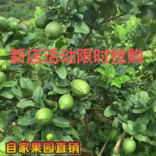 四季广东无籽香水柠檬皮薄多汁奶茶店专用