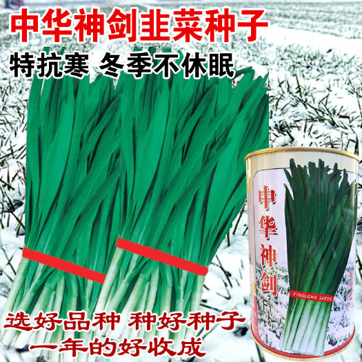 沭阳县韭菜种子中华神剑抗寒抗病高产生长快株型直立冬季不休眠韭菜种子
