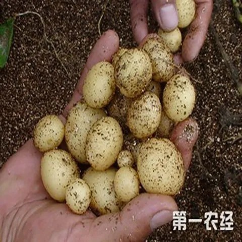 脱毒马铃薯原原种微型薯土豆种子沃土5号V7实验一希森6号