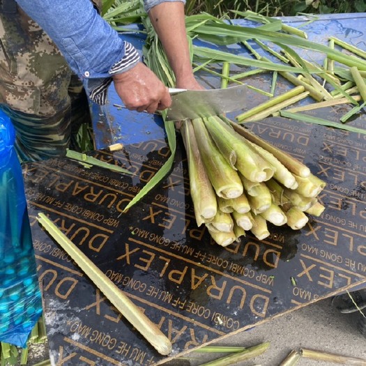 温岭市自家种植皎白