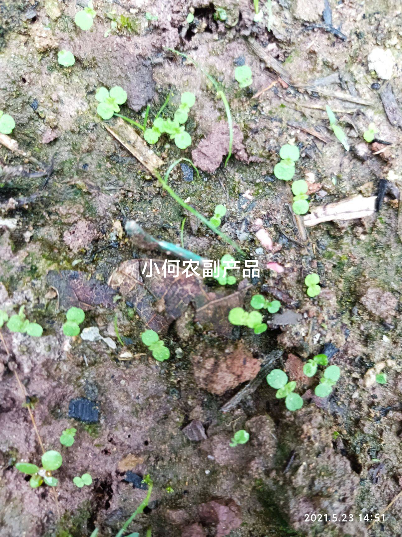 苎麻种子 川苎16号 湘苎3号 优质品种，提供育苗技术