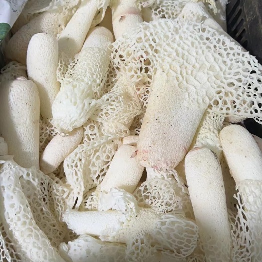 昆明贵州新鲜竹花