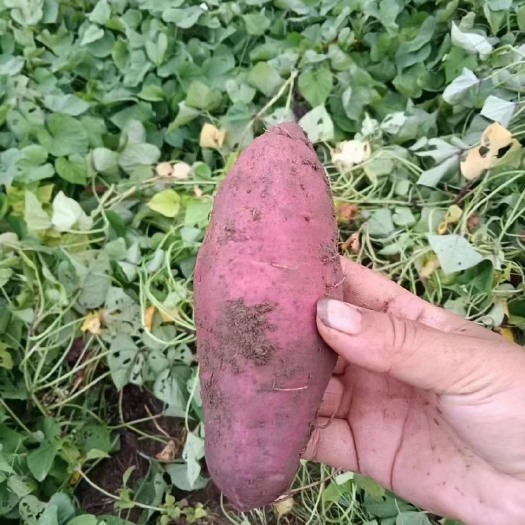 连州市西瓜红蜜薯