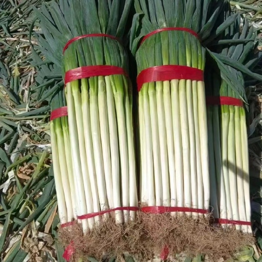酒泉铁杆大葱！甘肃酒泉数量多多在