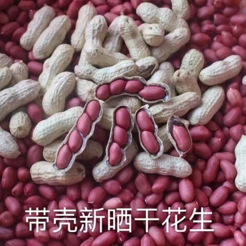 四粒红紫衣带壳生花生新原味新鲜花生米晒干农家特产红皮花生