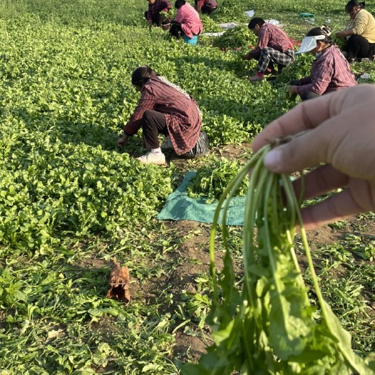 虞城县露天大叶荠菜自家种植