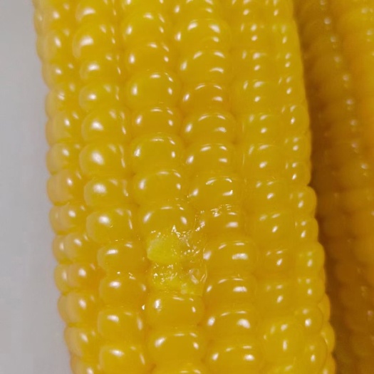 东北粘玉米