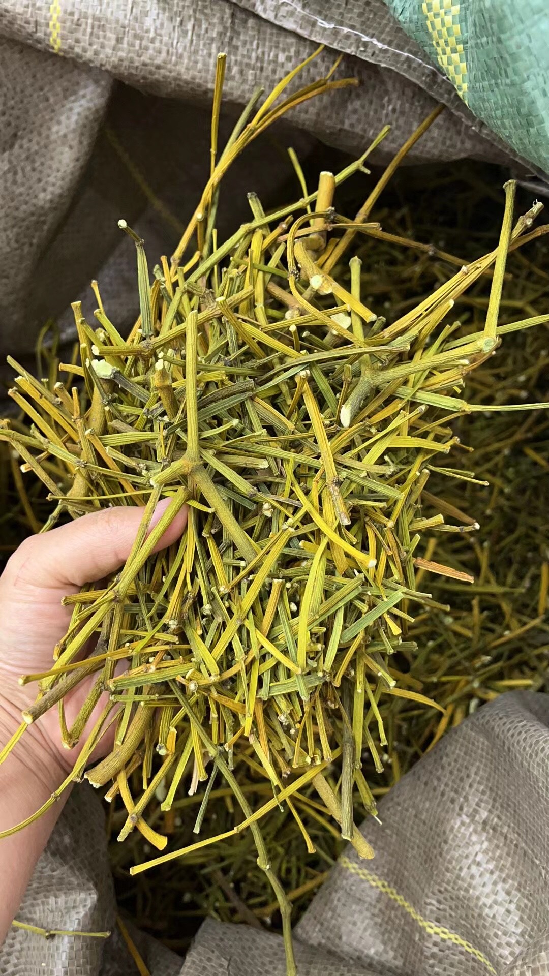 枫树寄生草螃蟹脚土特产泡水喝一手货源价格实惠
