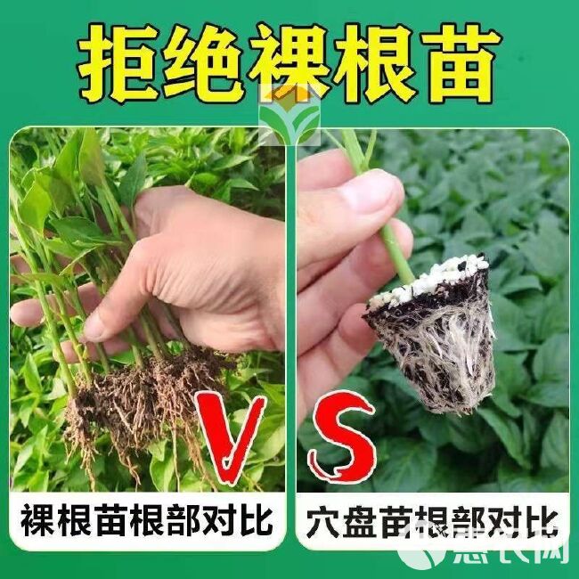 紫把长茄 早熟产量高抗病能力强紫黑油亮适合露天大棚保护地种植