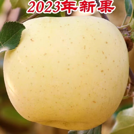 栖霞市山东烟台栖霞奶油富士脆甜多汁10斤包邮
