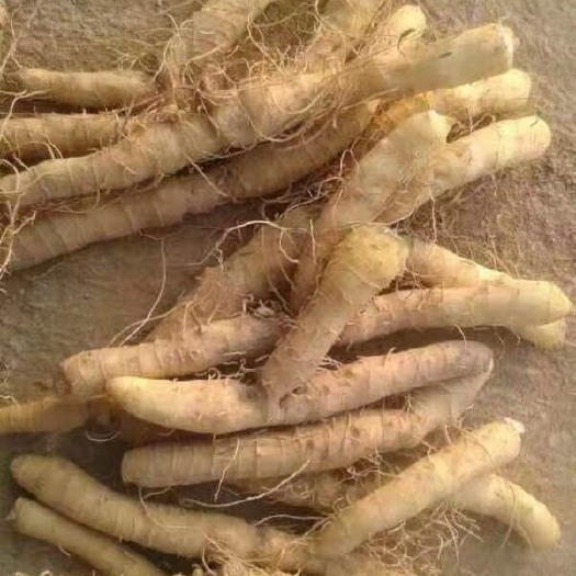 隆回县玉竹