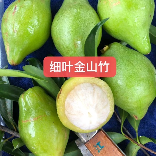 梅州细叶金山竹，卖苗木