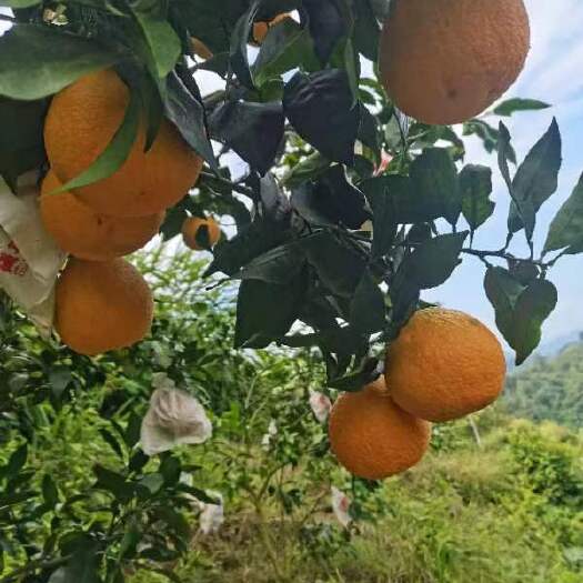 广南县爱媛28号（红美人）橙子，皮薄汁多，果香十足，甘甜可口不上火