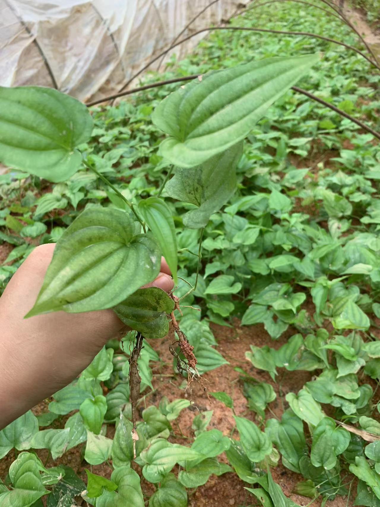 百部，红花 白花优质苗，大量供应