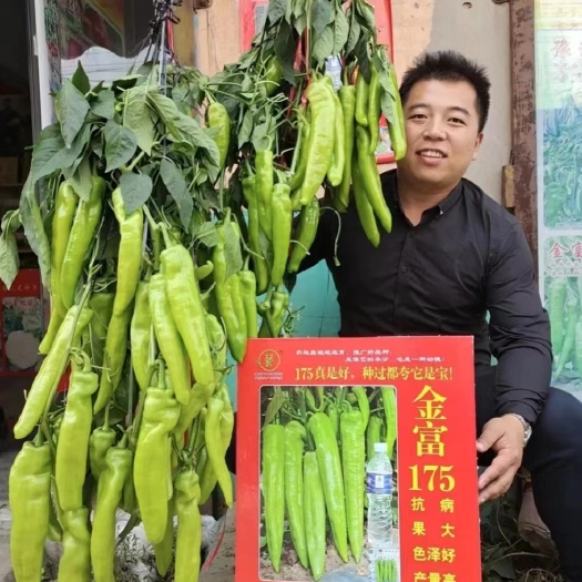 辣椒种子金富175中早熟辣椒种子