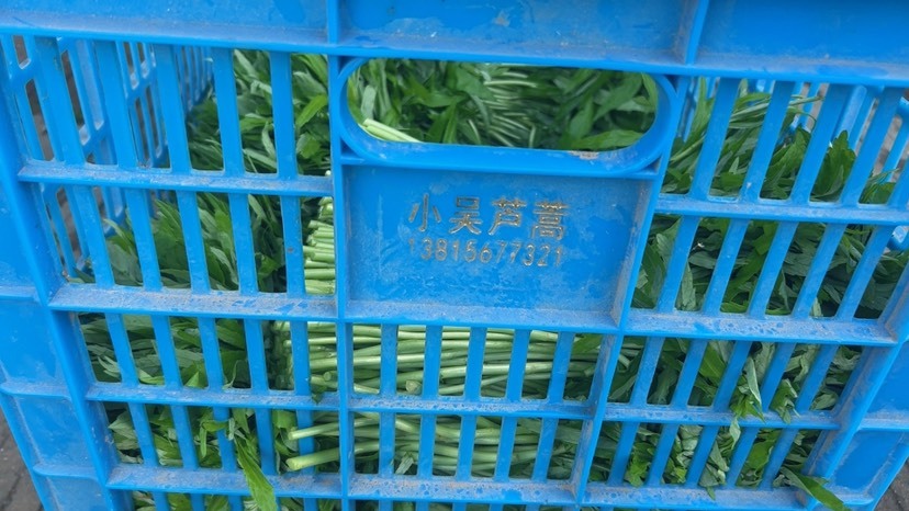灌云县芦蒿