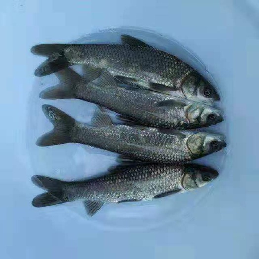 南宁青鱼苗，螺蛳青鱼苗，黑鲩鱼苗，品种快大