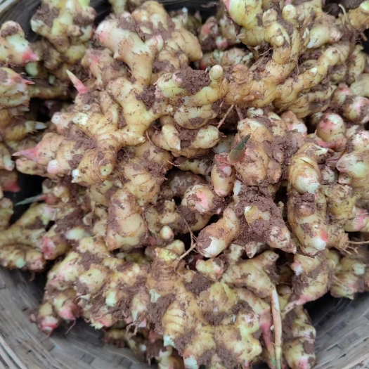 宜宾白口川姜，姜种需要的朋友赶快农家肥种植，放心产品。