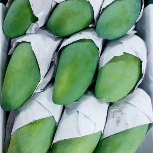 长沙大青芒