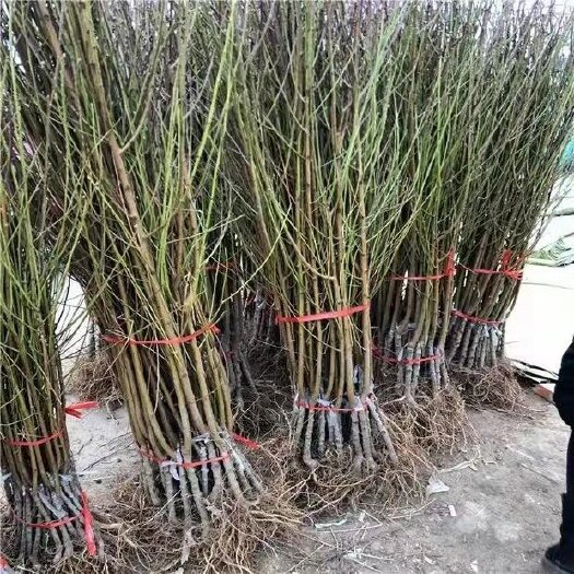 炎陵县正宗湖南株洲炎陵黄桃苗嫁接黄桃苗批发，零售，