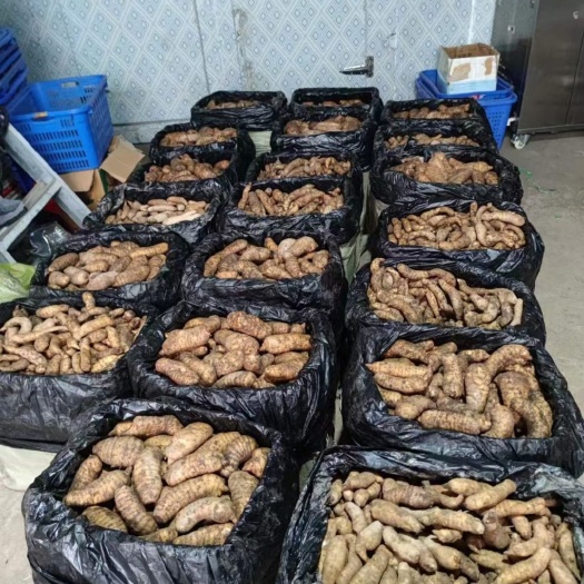 成都鲜天麻