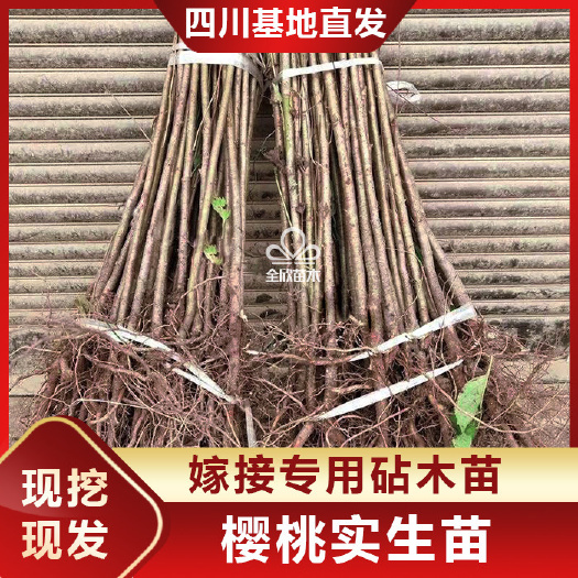 苍溪县樱桃树苗实生苗大青叶樱桃未嫁接野生砧木苗嫁接专用原生苗占地苗