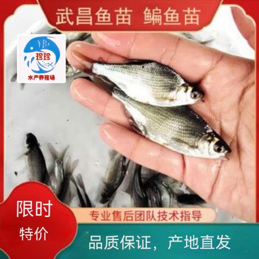 武鲳鱼苗,边鱼苗,三角纺鱼苗2到6公分(支持水花批发)