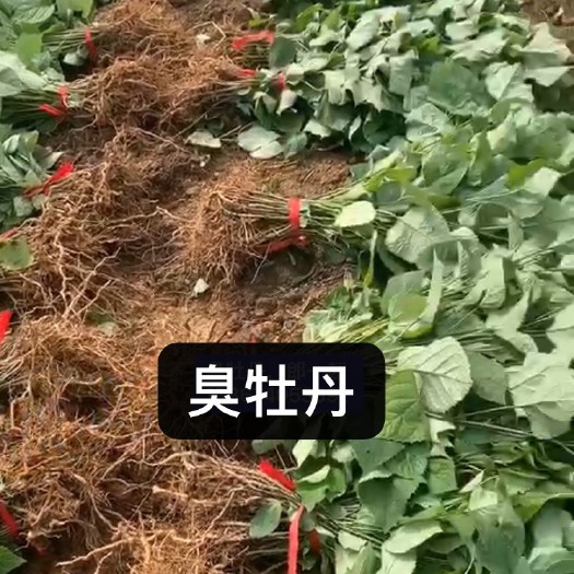 杭州臭牡丹