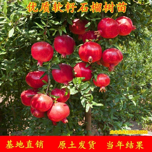 平邑县产地直发一手货源