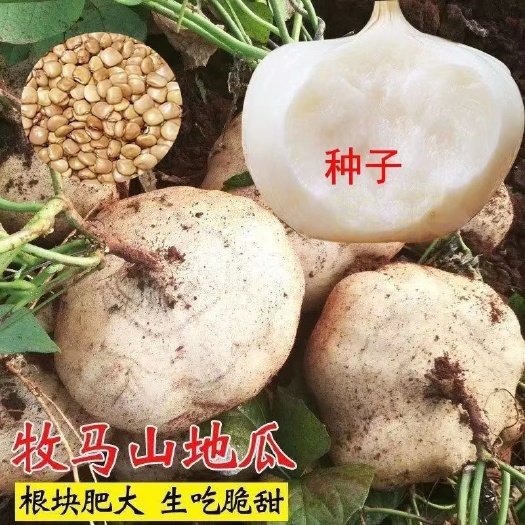 怀化越甜地瓜种子凉薯种子牧马山地瓜凉薯种2024年秋季新种子