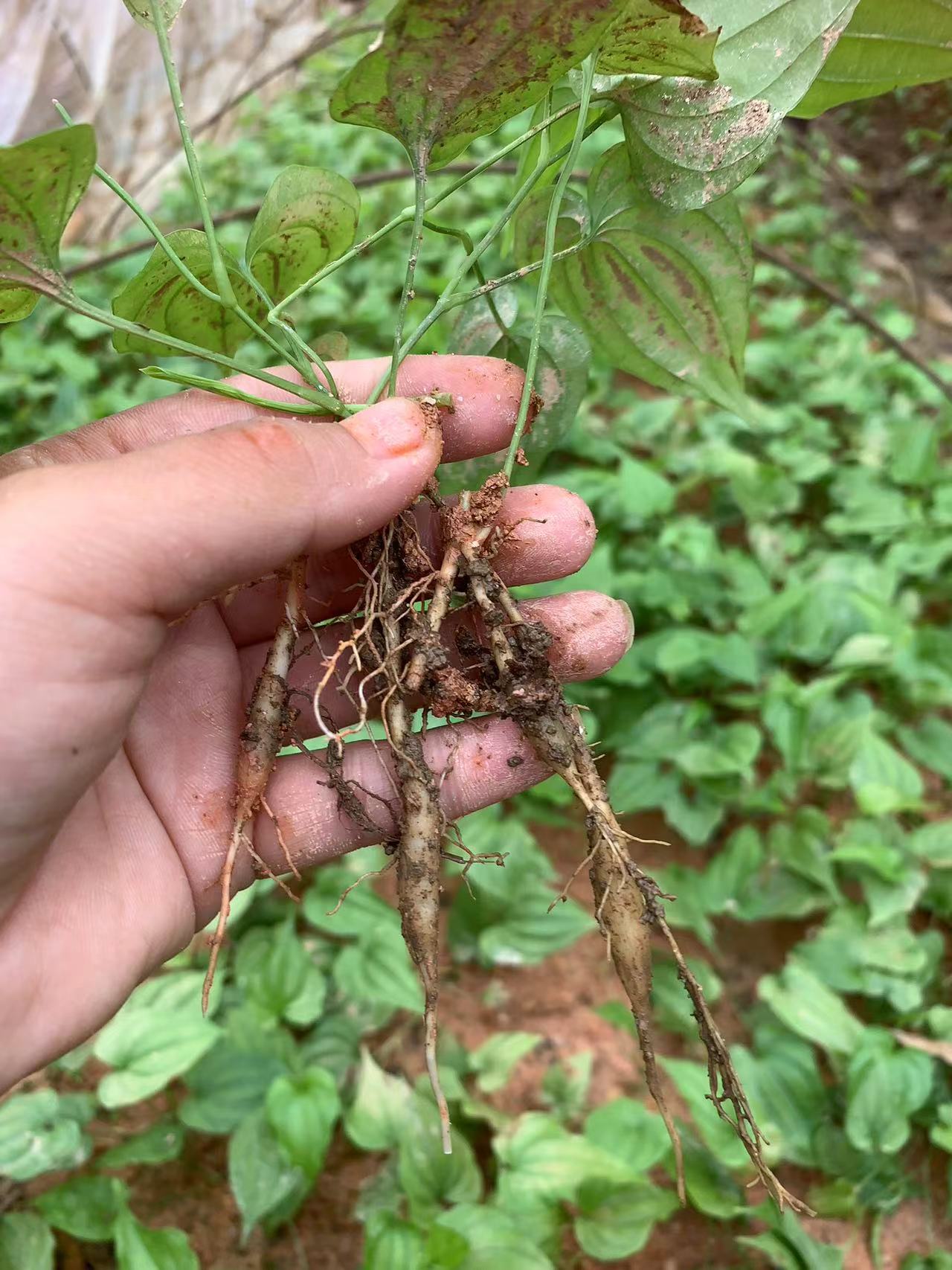 百部，红花 白花优质苗，大量供应