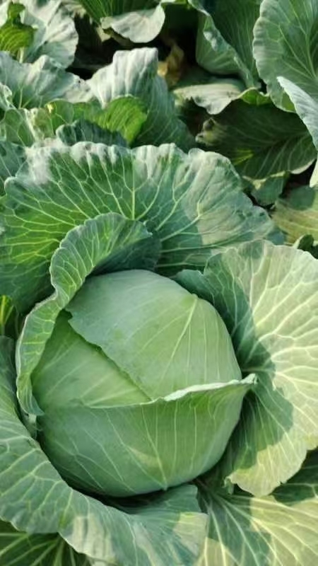 菏泽京丰一号扁包菜