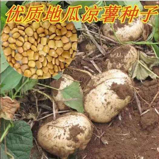 怀化一点红水果地瓜白花水果地瓜凉薯种子2023秋季收获新种子