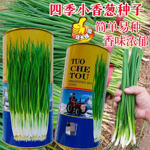 小香葱种子清香四季小香葱种子小葱种子
