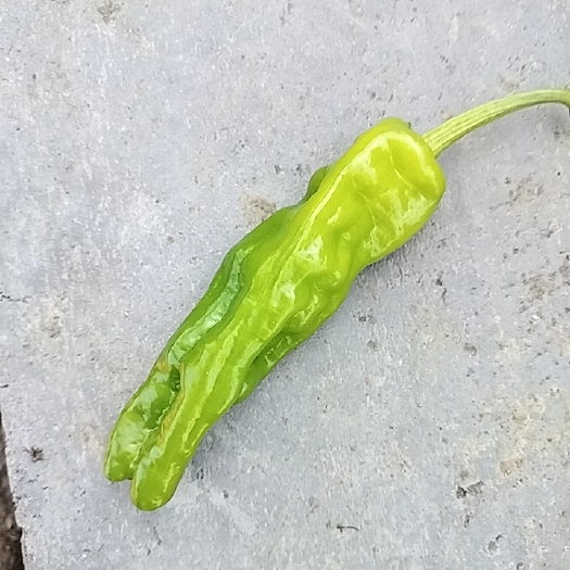 沭阳县薄皮青椒大量上市价格现摘现卖万亩蔬菜基地现货供应新鲜直达