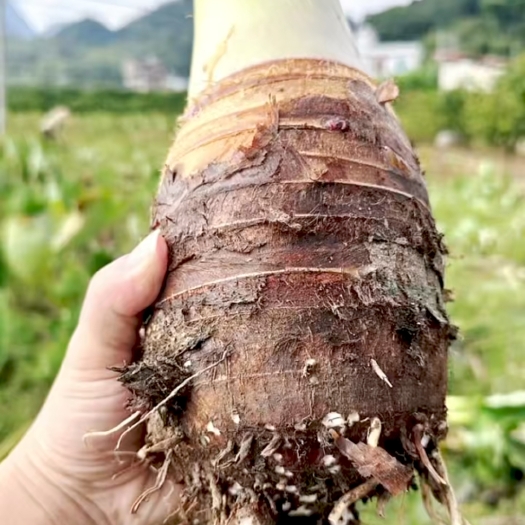 荔浦市广西荔浦芋头 商用批发 酒店超市烘焙专用 品质保证 荔浦发货