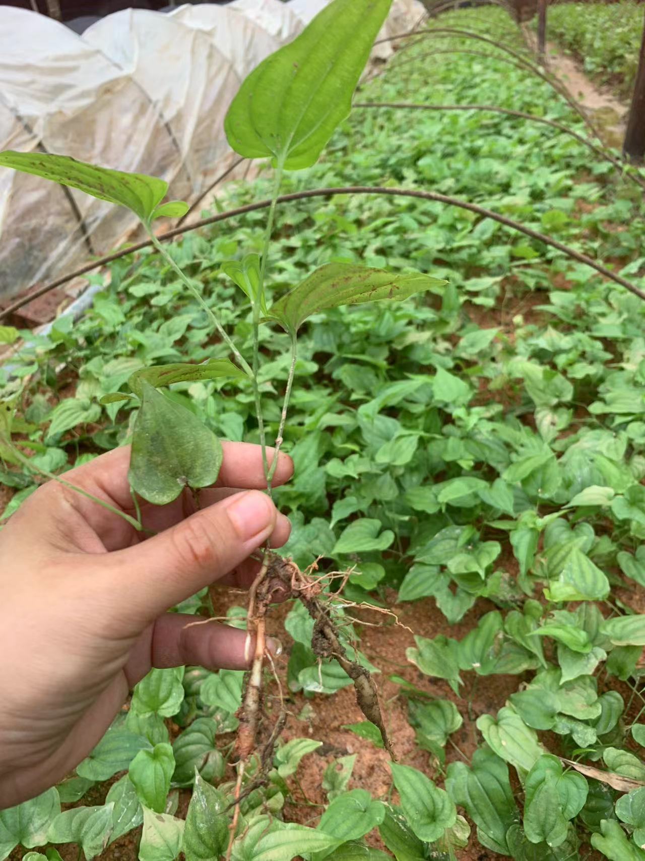 百部，红花 白花优质苗，大量供应