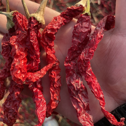 茶陵县爆款干红邹皮椒【带把】产地直销批发