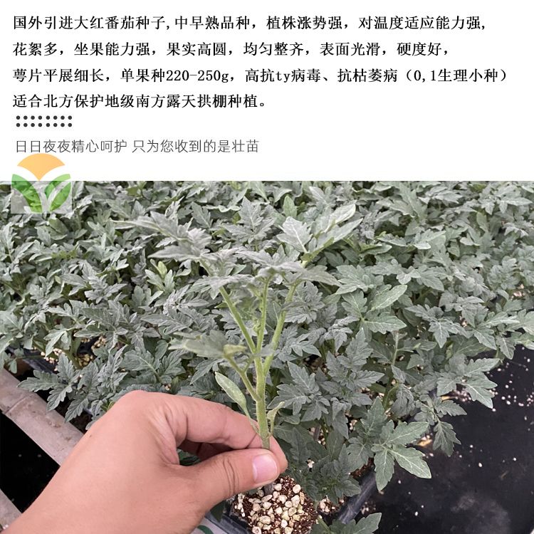 大红西红柿苗 大红番茄苗 石头番茄苗 嫁接苗 红色大果种子