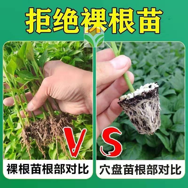 大红西红柿苗 大红番茄苗 石头番茄苗 嫁接苗 红色大果种子