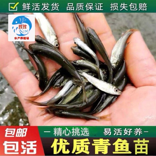广州青鱼苗，黑鲩鱼苗，螺丝青鱼苗，鱼场直供，支持全国发货