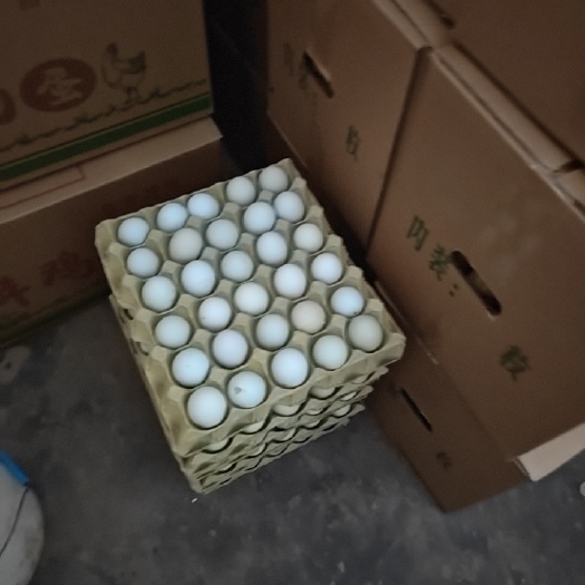 馆陶县绿壳乌鸡蛋
