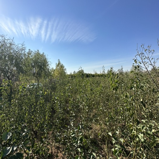 郯城县2000 棵红梅盆景，四年了，35 一棵，可议价