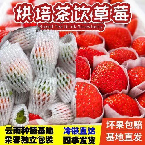 云南昆明云南四季草莓蒙特瑞自有基地直供