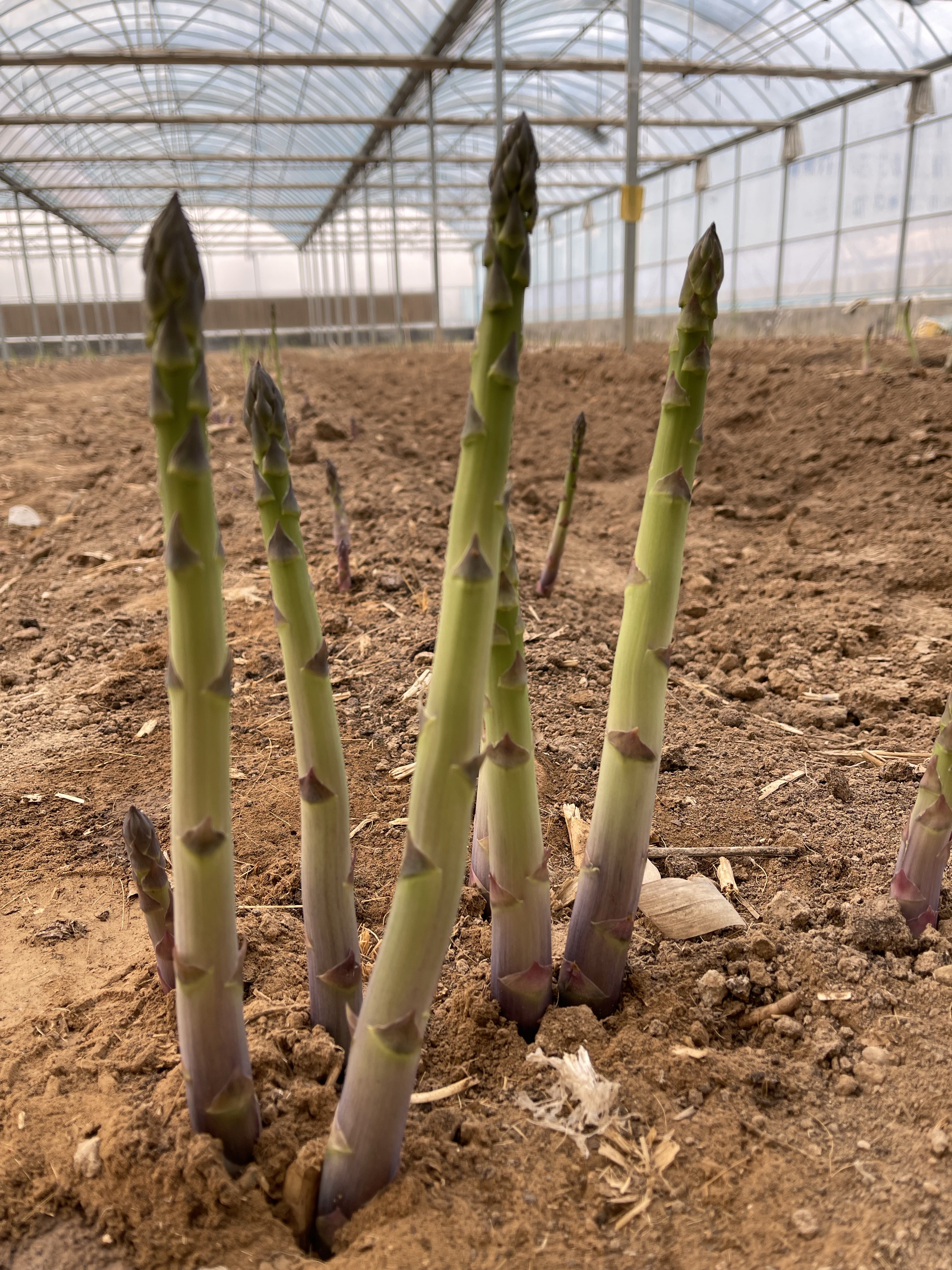 曹县供应鑫航育6号F1一代芦笋种子，发芽率高，采收期长，耐低温