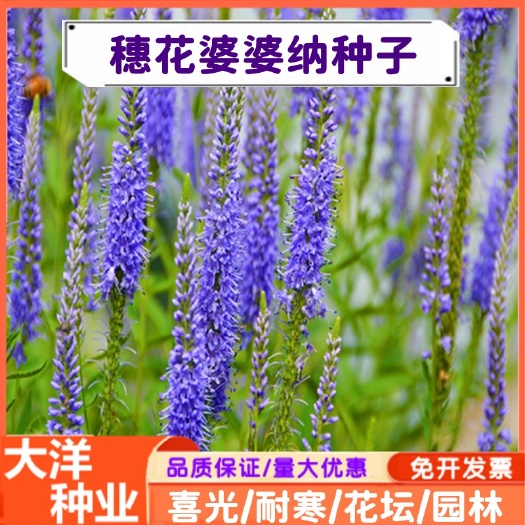 沭阳县婆婆纳种子耐寒花籽穗状婆婆纳种子四季易播园林绿化景观花海种子