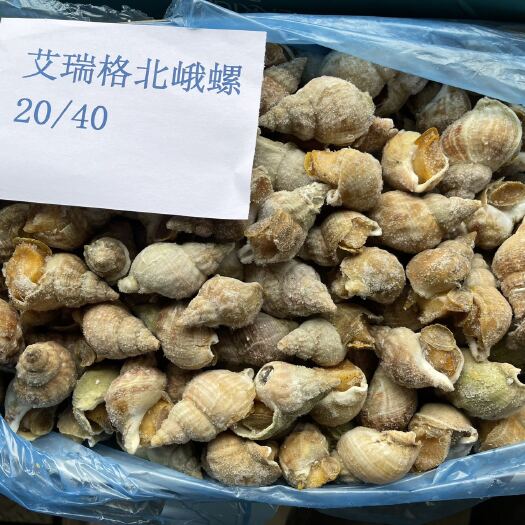 艾瑞格北峨螺20-40