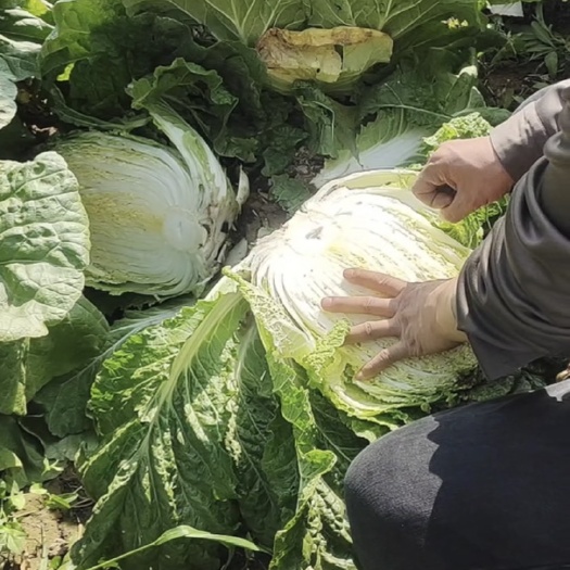 中宁县白菜
