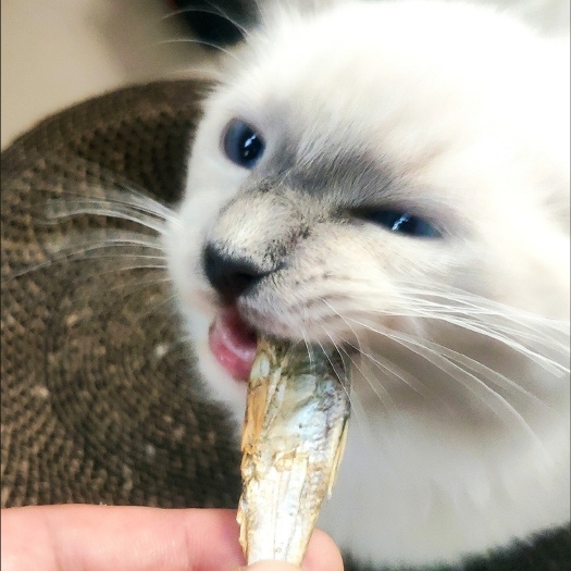 焦作宠物零食小鱼干