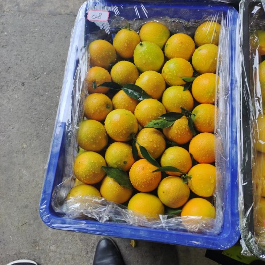 都匀市蜂蜜脐橙，甜口，糖度13，品相精品